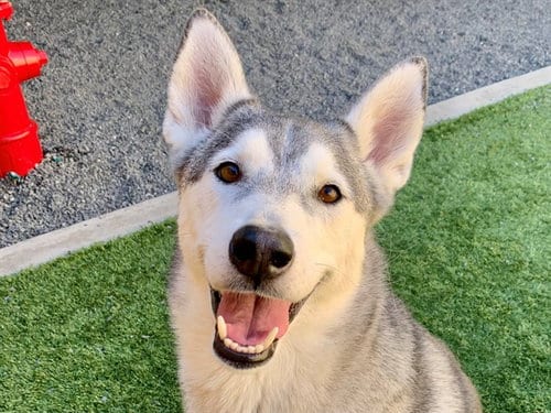 Photo of London, adoptable Siberian Husky in Moreno Valley, California
