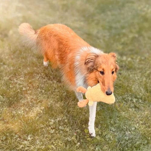 Photo of Lexi, adoptable Unknown breed (medium coat) in Dublin, Ohio