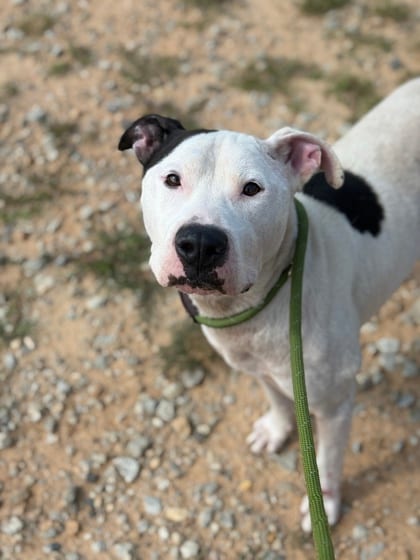 Photo of Ace, adoptable dog in Atlanta, Georgia