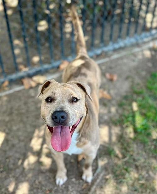 Photo of Precious, adoptable Pit Bull Terrier in Riverside, California