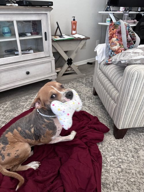 Photo of Luna, adoptable Boxer in Chandler, Arizona