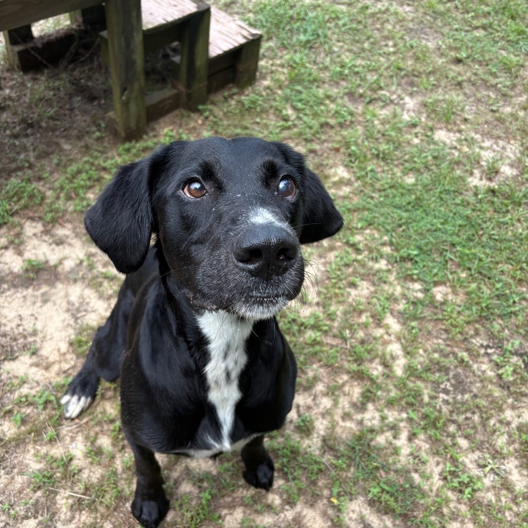 Photo of Dexter, adoptable Mixed Breed (Medium) in Milton, Florida