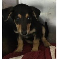 Photo of Spidey, adoptable German Shepherd Dog in Jurupa Valley, California