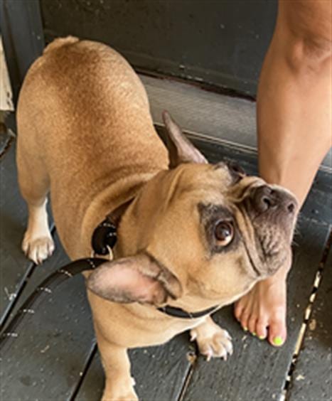 Photo of Pretty Girl, adoptable French Bulldog in Dallas, Texas