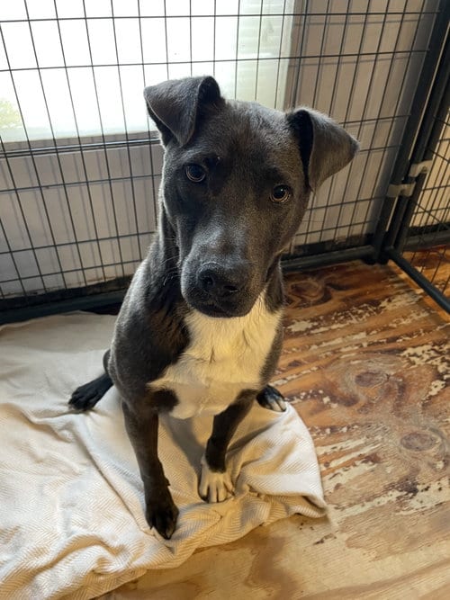 Photo of Ernie, adoptable Unknown breed (short coat) in Gun Barrel City, Texas