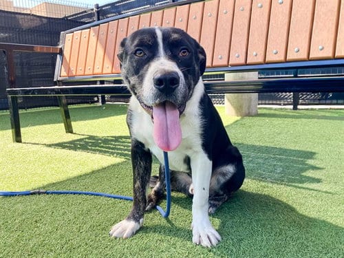 Photo of Psyduck, adoptable Pit Bull Terrier in Orange, California