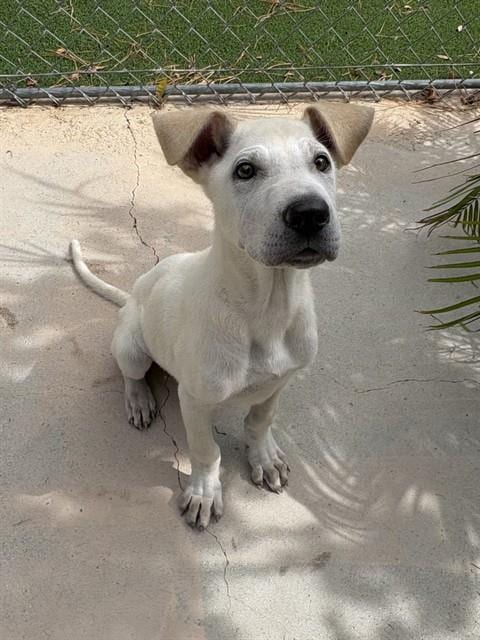 Photo of Horatio, adoptable Chinese Shar-Pei in Castaic, California
