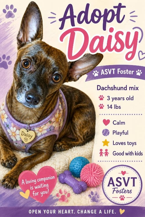 Photo of Daisy, adoptable Dachshund in Montgomery, Texas