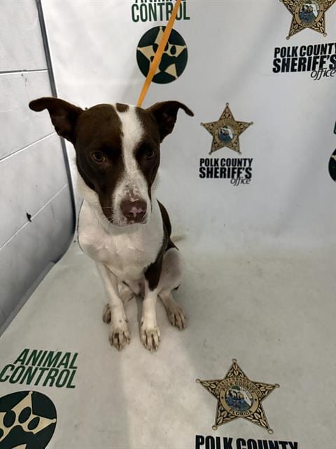 Photo of Stormy, adoptable Pointer in Winter Haven, Florida
