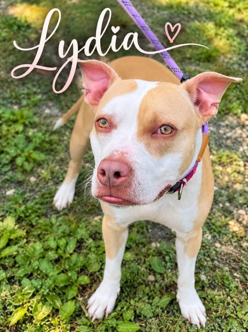 Photo of Lydia, adoptable Pit Bull Terrier in Jackson, New Jersey