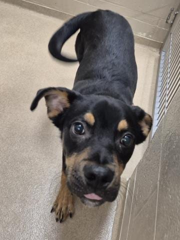 Photo of Brandon, adoptable Rottweiler in Decatur, Illinois