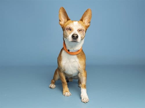 Photo of Fabio, adoptable Chihuahua in Phoenix, Arizona