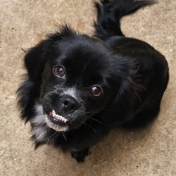 Photo of Prim SGR, adoptable Shih Tzu in Hartford, Connecticut