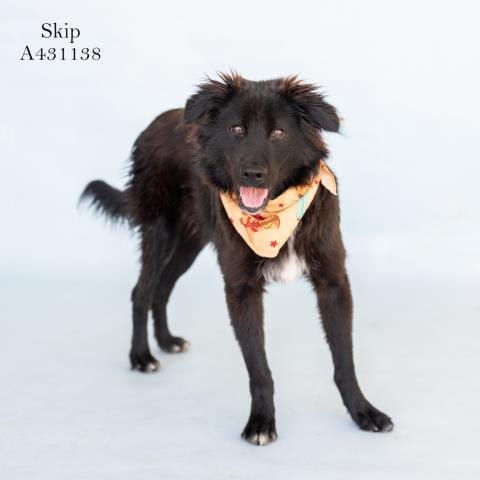 Photo of Skip, adoptable Border Collie in Conroe, Texas