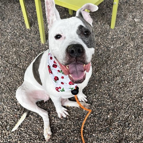 Photo of Suki, adoptable American Pit Bull Terrier in Mesa, Arizona