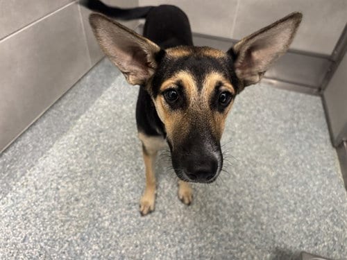 Photo of Maya, adoptable German Shepherd Dog in Garland, Texas