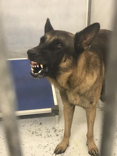Photo of A432717, adoptable Belgian Shepherd Malinois in Conroe, Texas