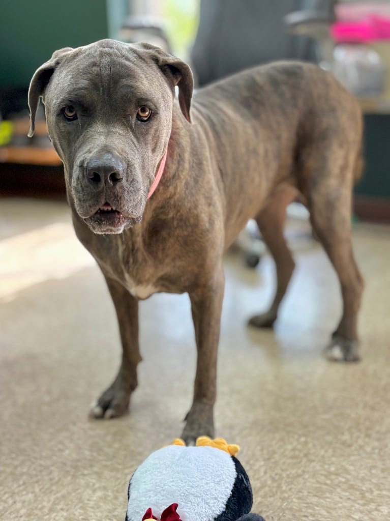 Photo of Blue Belle, adoptable Cane Corso Mastiff in Nacogdoches, Texas