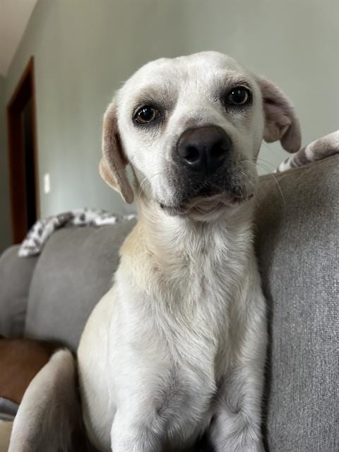 Photo of Joey, adoptable Chihuahua in San Antonio, Texas