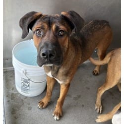 Photo of Arya, adoptable German Shepherd Dog Labrador Retriever in San Bernardino, California