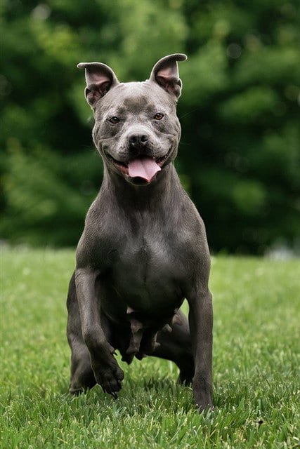 Photo of Nibbles, adoptable Pit Bull Terrier in Belleville, Illinois