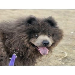 Photo of Chloe, adoptable Chow Chow in Loveland, Colorado