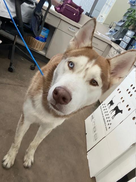 Photo of Boss, adoptable Siberian Husky in Dallas, Texas