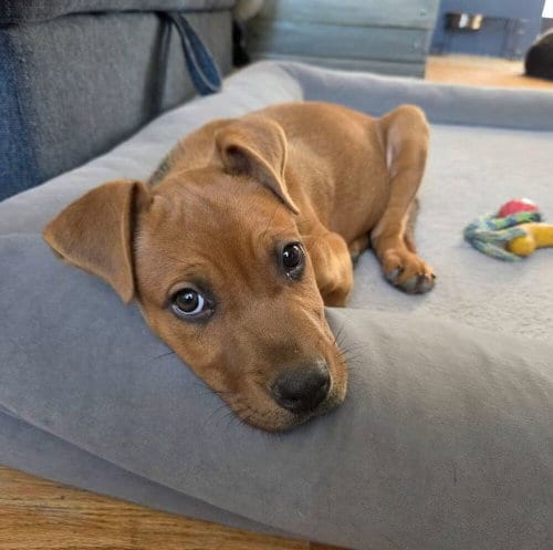 Photo of Koa, adoptable Pit Bull Terrier in Sedalia, Colorado