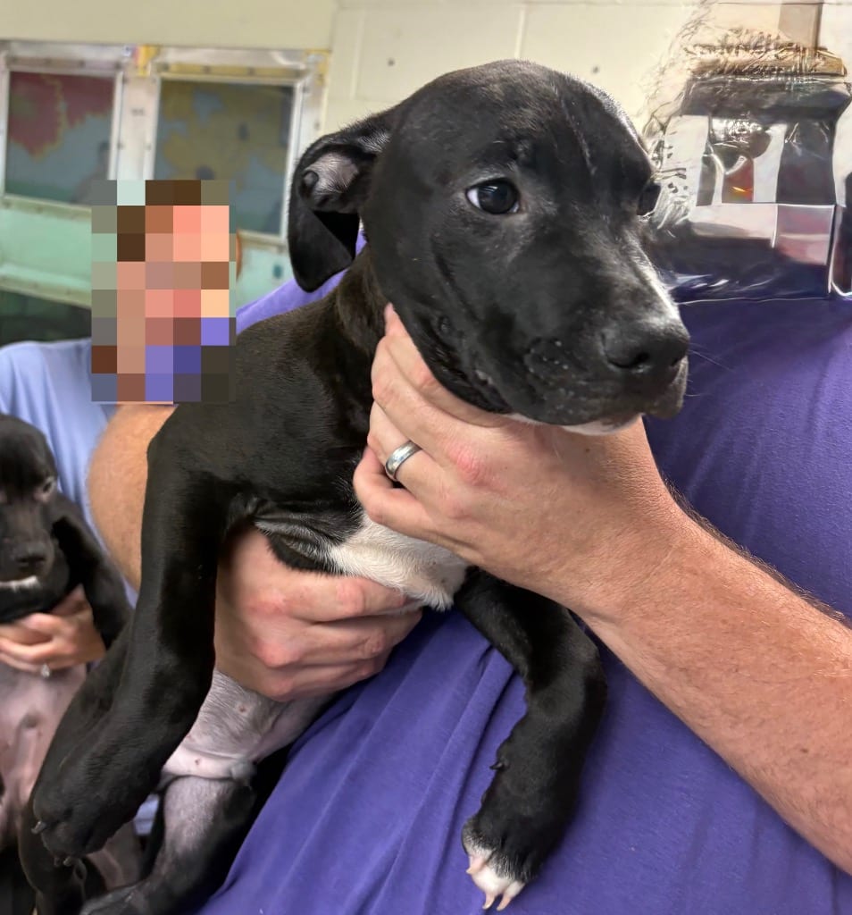 Photo of Little Ben, adoptable Pit Bull Terrier in Nacogdoches, Texas