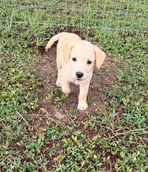 Photo of Lab 3, adoptable Labrador Retriever in Valrico, Florida