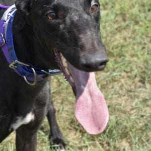 Photo of Etta James, adoptable Greyhound in Grandville, Michigan