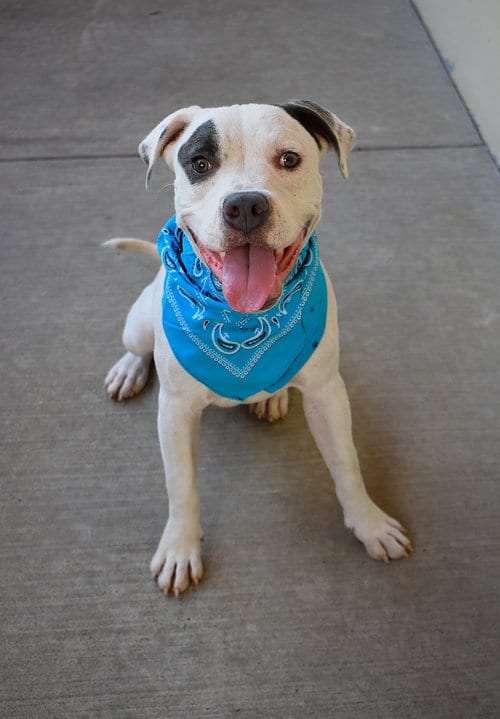 Photo of Petey (In Foster), adoptable American Pit Bull Terrier in McKinney, Texas