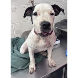 Photo of Slick, adoptable American Pit Bull Terrier in San Bernardino, California