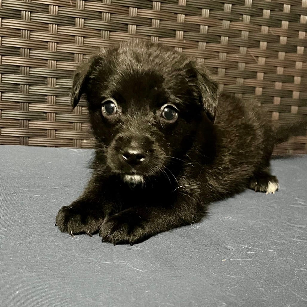 Photo of Charentais, adoptable Shepherd / Retriever, Labrador in Kanab, Utah