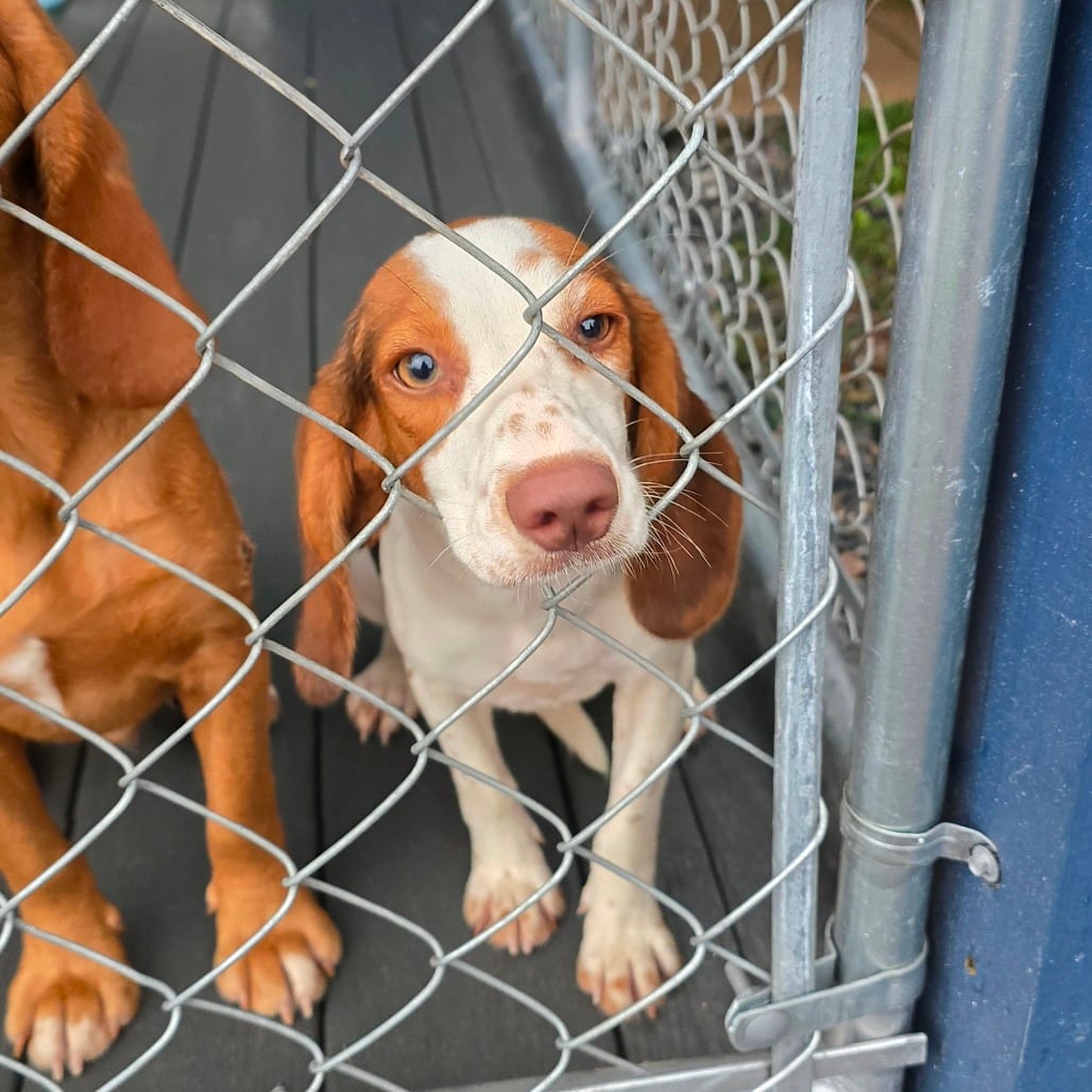 Photo of Tessa, adoptable Beagle in Hinesville, Georgia