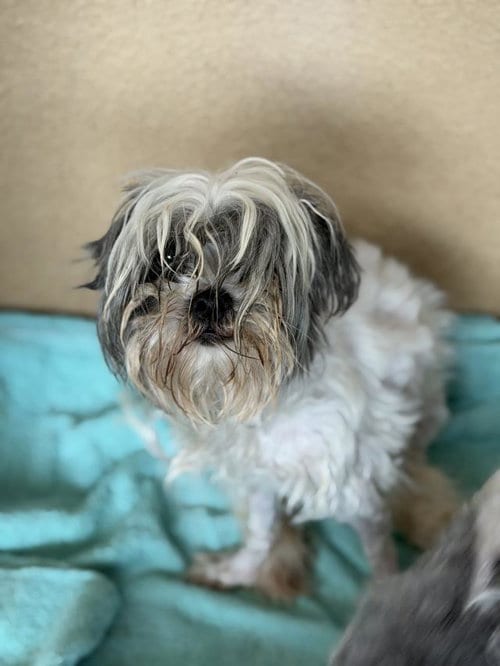 Photo of Josie, adoptable Shih Tzu in Santa Barbara, California