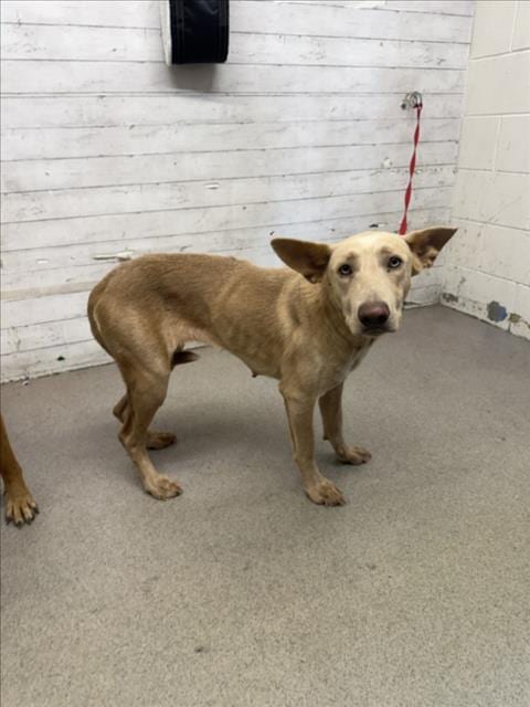 Photo of Rachel, adoptable Belgian Shepherd Malinois in San Bernardino, California