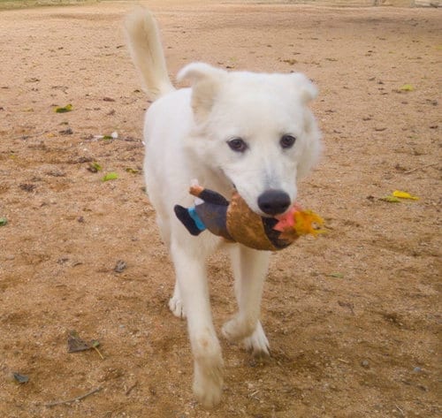 Photo of Pearl, adoptable Great Pyrenees in Apple Valley, California