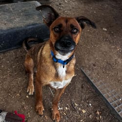 Photo of Pocket, adoptable German Shepherd Dog Mixed Breed (Medium) in Stephenville, Texas