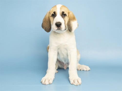 Photo of Gene, adoptable Great Pyrenees in Phoenix, Arizona