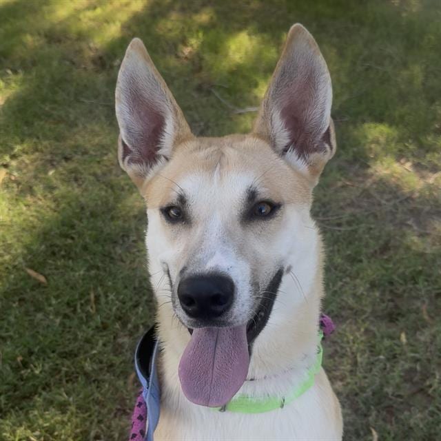 Photo of Atlas, adoptable dog