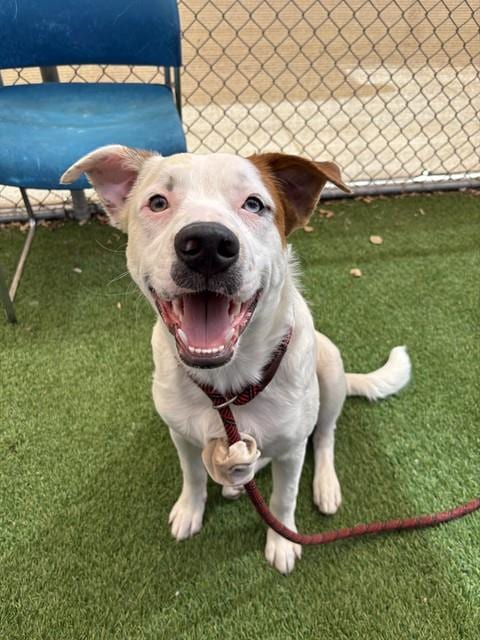 Photo of Alvin, adoptable Australian Cattle Dog/Blue Heeler in Phoenix, Arizona