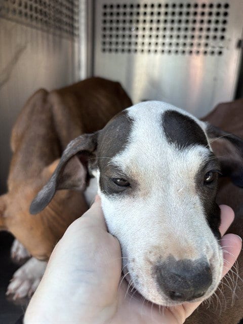 Photo of A481056, adoptable Pit Bull Terrier in Oklahoma City, Oklahoma