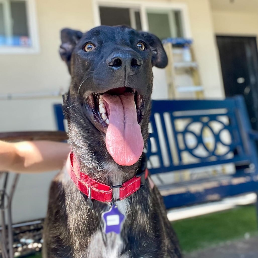 Photo of Brody, adoptable Mixed Breed (Large) in San Francisco, California