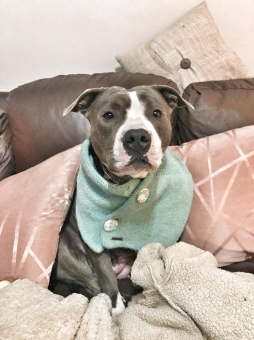 Photo of Amarillo, adoptable American Staffordshire Terrier in St. Peters, Missouri
