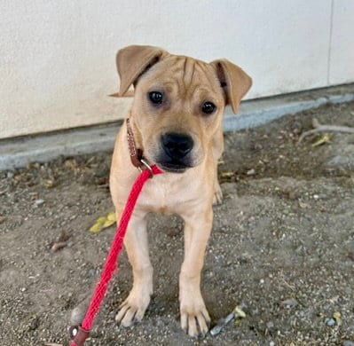 Photo of Tokyo, adoptable Pit Bull Terrier in Martinez, California
