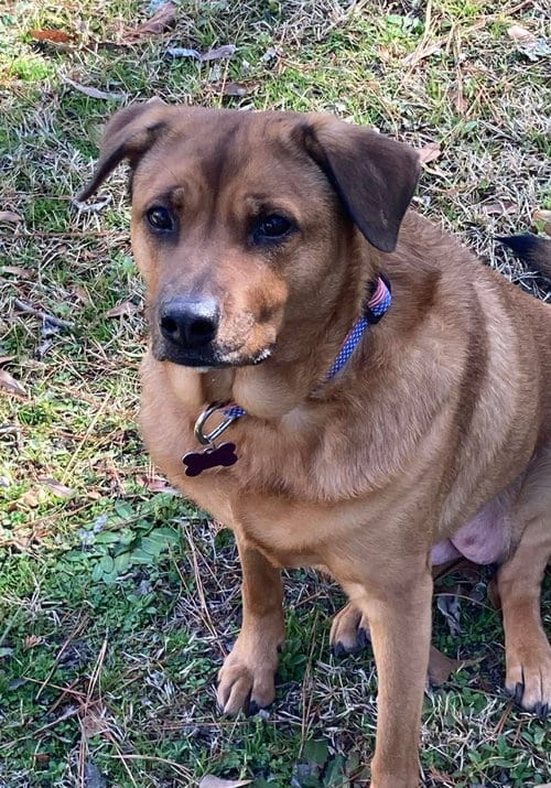 Photo of Roni, adoptable Rhodesian Ridgeback in Spring Lake, North Carolina