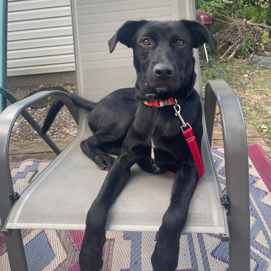 Photo of Consuela D70655, adoptable Retriever, Labrador / Mixed Breed (Medium) in Minnesota, Minnesota