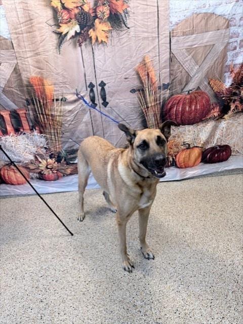 Photo of Moshi, adoptable German Shepherd Dog in Miami, Florida