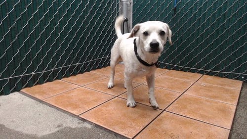 Photo of Rex, adoptable Chihuahua in Downey, California